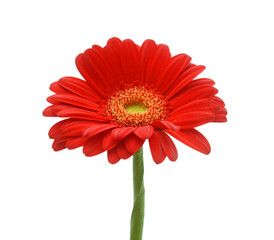 Gerbera flower blossom