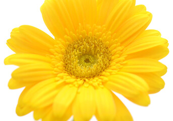 Red gerbera, spring time flower beauty in nature 