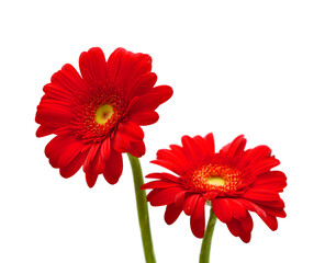 Red Gerbera flower blossom - close up details spring time photo