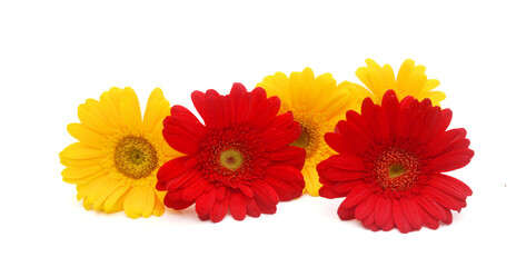 Red Gerbera flower blossom - close up details spring time photo