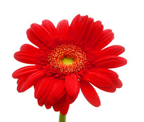 Gerbera