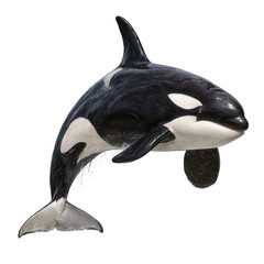 Png of orca swimming gracefully isolated on transparent background, showcasing its majestic power and beauty