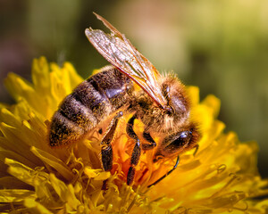 bee on a flower