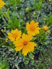 Closeup of bright yellow wildflowers blooming in a green meadow, natural summer background, Kyiv district