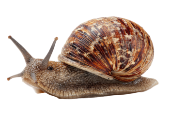 Close-up of a snail moving