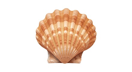 A single orange scallop seashell isolated on a white background.