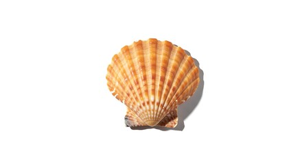A single orange scallop shell on a white background.