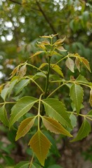 Obraz premium Close up of a green plant with lush leaves against a blurred natural background. Healthy garden foliage for nature concept.