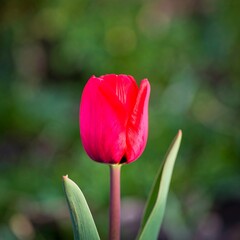 Red tulip close-up