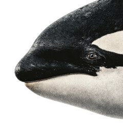 Png of side view of an orcas head isolated on transparent background, showcasing its sleek and powerful form