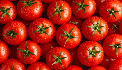 Close-up view of many fresh, red tomatoes