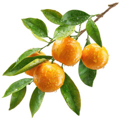 Fresh Mandarin Oranges on Branch