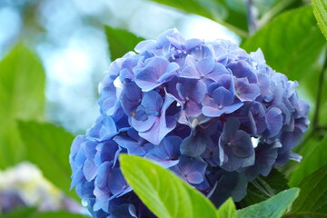 植物　水色の花　夕方
