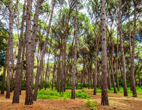 Dense pine forest canopy