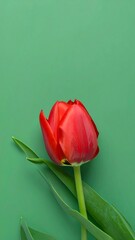 Red tulip on vibrant green background