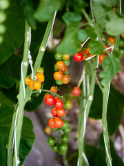 Cherry Tomatoes Ripening on the Vine Outdoors