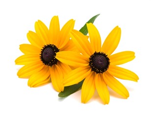 Fototapeta premium Two bright yellow coneflowers on white