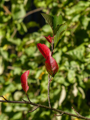 Vibrant Red Autumn Leaves Emerging in Greenery
