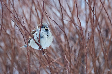 City sparrow in the branches of a winter tree close-up