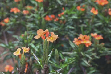 Fototapeta premium beautiful crossandra infundibuliformis (firecracker flower) in garden