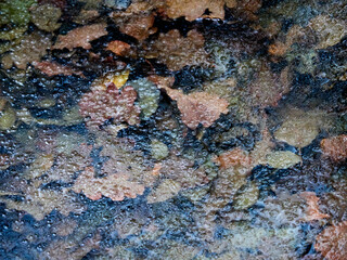 Autumn foliage as texture under ice. Nature background in dark ochre color