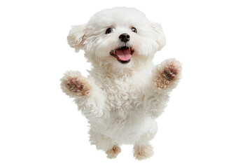 Playful white dog leaping, paws up
