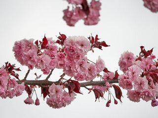 Bright branches of Japanese sakura close-up