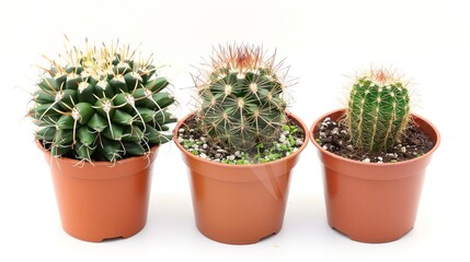 Cactus Potted Plant on a White Background Table – a minimalist and refreshing visual. The clean white setting highlights the natural charm of the cactus, creating a calming and stylish composition.