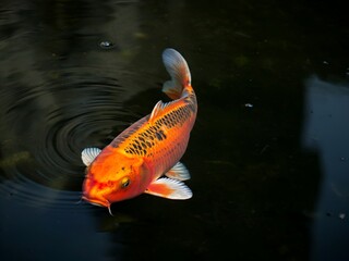 Obraz premium Close-up of a vibrant orange and black koi fish swimming in dark water, creating ripples on the surface.