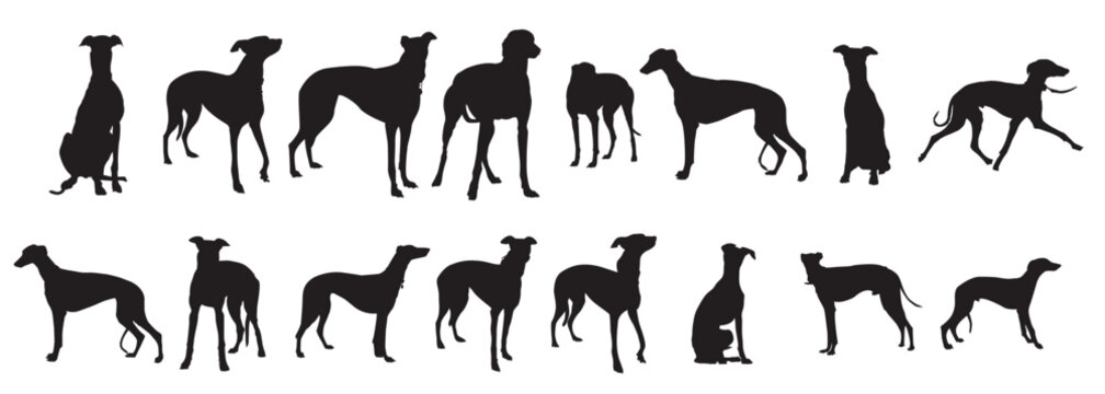 grey hound silhouette set vector illustration
