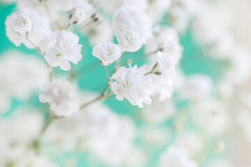 Background with tiny white flowers (gypsophila paniculata), blurred, selective focus.