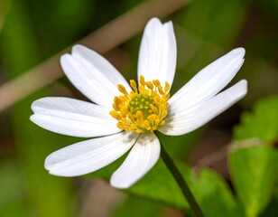 Obraz premium Close-up of a delicate white flower with a yellow center, set against a blurred green background