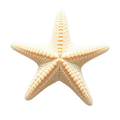 starfish  with transparent background PNG and JPEG image