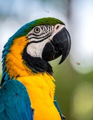 Close-up of vibrant parrot
