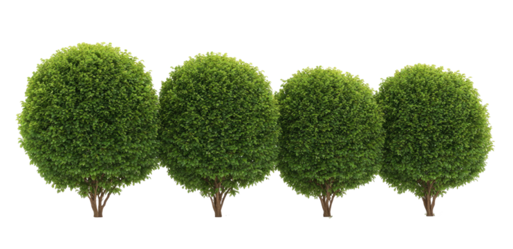 Row of trimmed green trees
