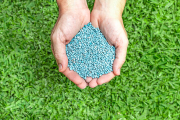 Handful of blue npk fertilizer granules on green lawn.