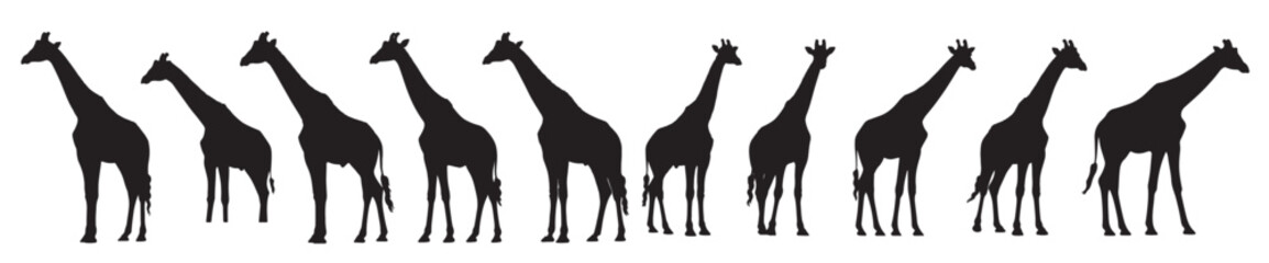 giraffe silhouette white background vector illustration