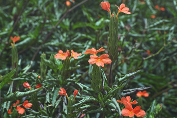 beautiful crossandra infundibuliformis (firecracker flower) in garden