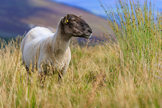 Sheep grazing grass on a mountain slope of the Wicklow gap, Ireland