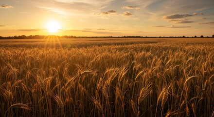 Golden wheat field sunset