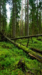 Lush forest floor with fallen logs