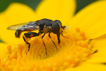 Closeup on the thick-legged hoverfly , Syritta pipiens on a yellow Glebionis segetum flower