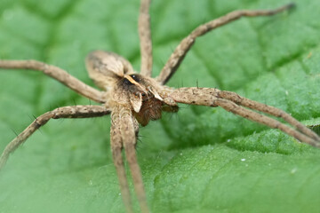 Extreme closeup on a European Nursery web spider Pisaura mirabilis