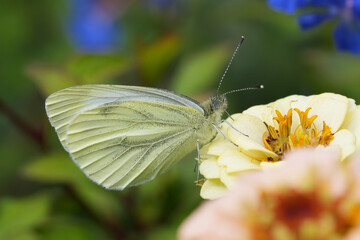 Closeup on a European green-veined white butterfly, Pieris napi on a Zinnia flower