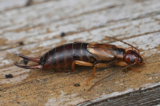 Closeup on a brown European earwig , Forficula auricularia