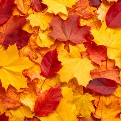Autumn leaves, vibrant colors (2)