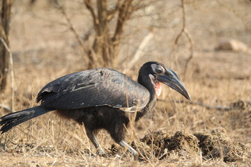 Southern Ground Hornbill foraging in Kruger National Park, South Africa, iconic endangered African bird species.