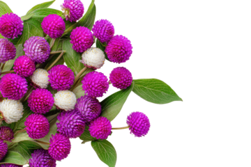 Vibrant cluster of pink and white globe flowers with green leaves arranged in a bouquet