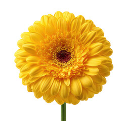 Close-up of a vibrant yellow gerbera daisy (4)