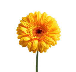Close-up of a vibrant yellow gerbera daisy (5)
